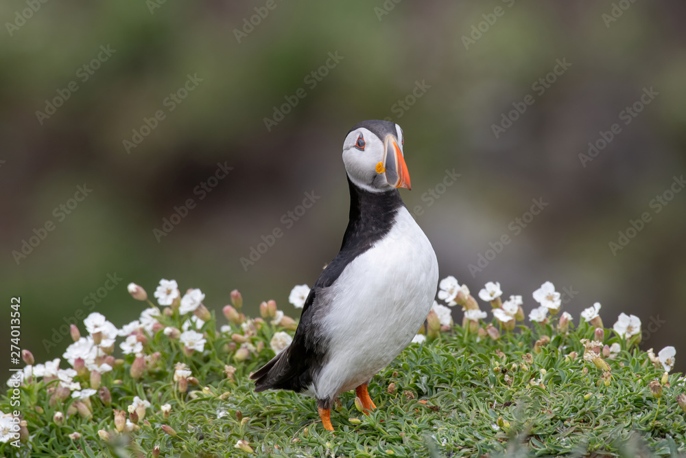 Fototapeta premium Atlantic Puffin (Fratercula arctica) at isle of May,Scotland