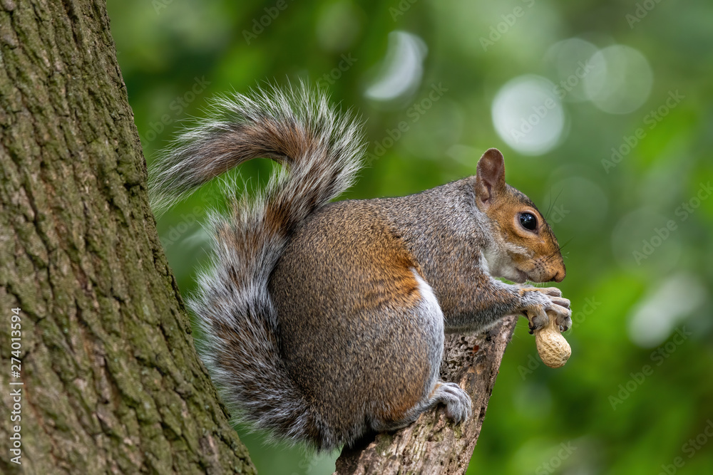 Eastern Gray Squirrel - Sciurus carolinensis in Scotland Eastern Gray Squirrel - Sciurus carolinensis in Scotland