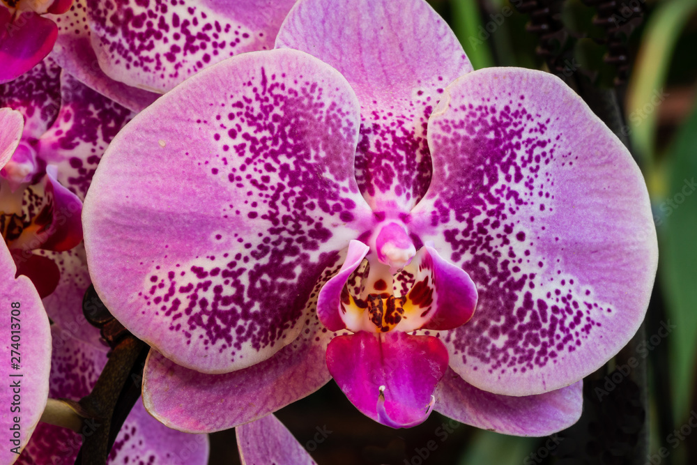 Violett blühende Schmetterlingsorchideen Violett blühende Schmetterlingsorchideen
