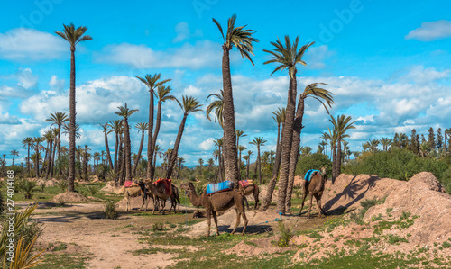Obraz na plátně Camels at Marrakech's Palm Grove
