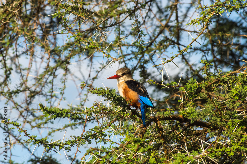 Fototapeta premium Grey-headed Kingfisher on an acacia branch