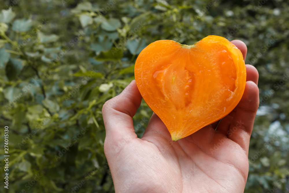 hand holding a half of a heart shaped yellow tomato against the background of the garden. tomato harvest season. a symbol of tasty and organic farming vegetables and fruits. hand holding a half of a heart shaped yellow tomato against the background of the garden. tomato harvest season. a symbol of tasty and organic farming vegetables and fruits.