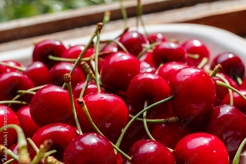 Close up of pile of ripe cherries with green stalks. cherry and sweet cherry harvest season Close up of pile of ripe cherries with green stalks. cherry and sweet cherry harvest season