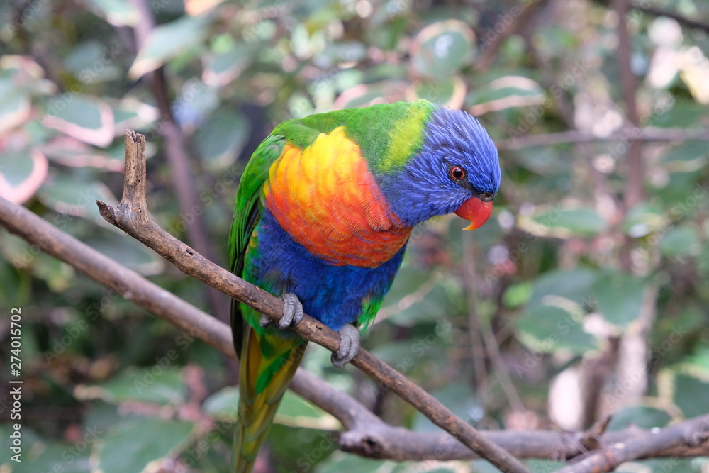 Lonely rainbow parakeet on a tree branch in captivity