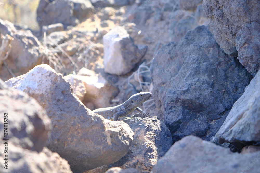 Dark lizard camouflaged in volcanic rocks