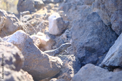 Dark lizard camouflaged in volcanic rocks