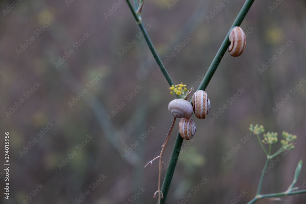 Group of snails on the same bush branch Group of snails on the same bush branch