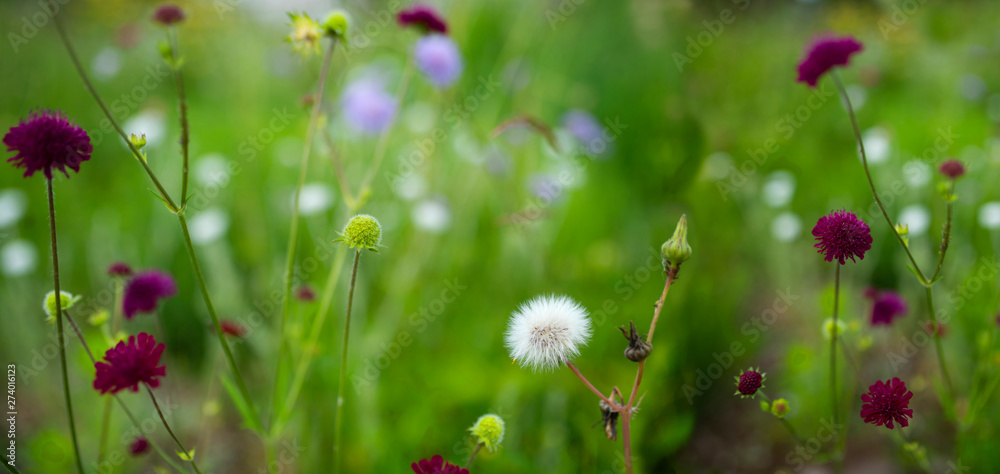 Flower meadow and pollen