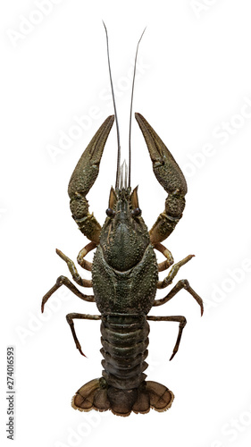 Astacus leptodactylus, the Danube crayfish, Galician crayfish, Turkish crayfish or narrow-clawed crayfish is a species of brackish water crayfish