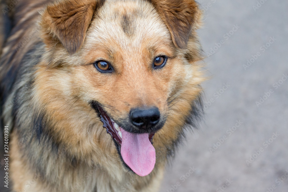 Portrait of close-up of brown dog with open mouth and tongue_