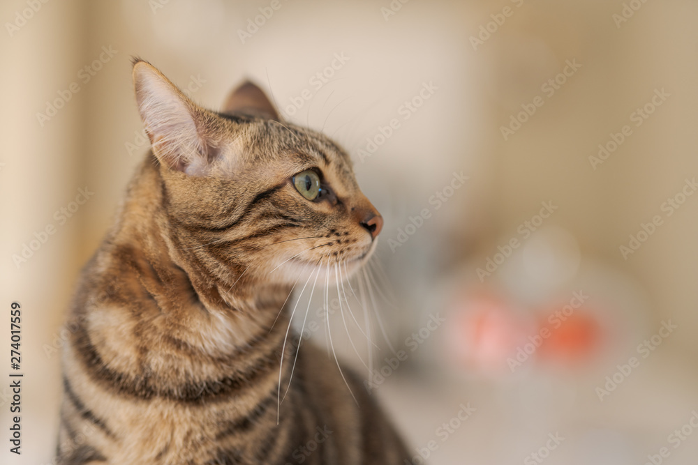 Beautiful short hair cat sitting on white table at home Beautiful short hair cat sitting on white table at home