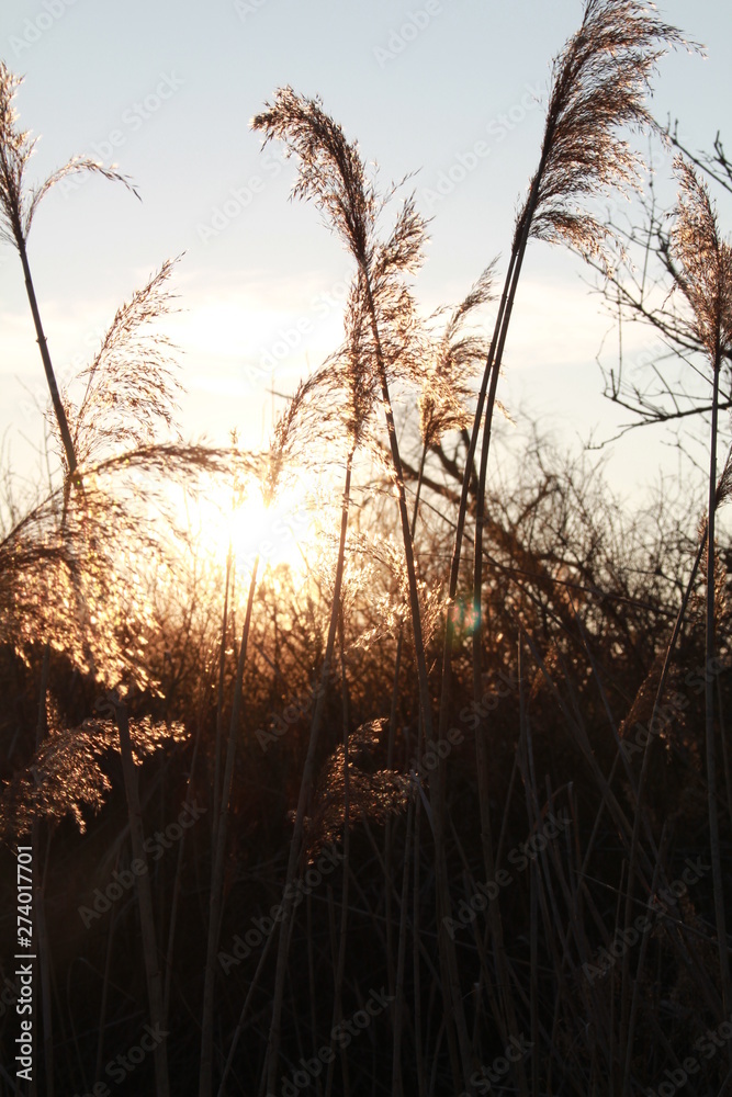 Fototapeta premium Schilf im Sonnenuntergang