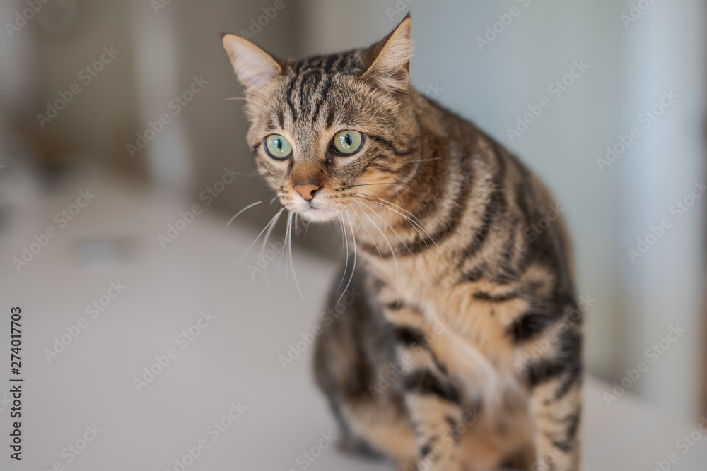 Cute short hair cat looking curious and snooping at home