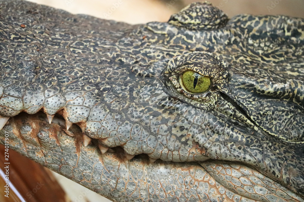 Fototapeta premium Crocodile Wild Predator Animal