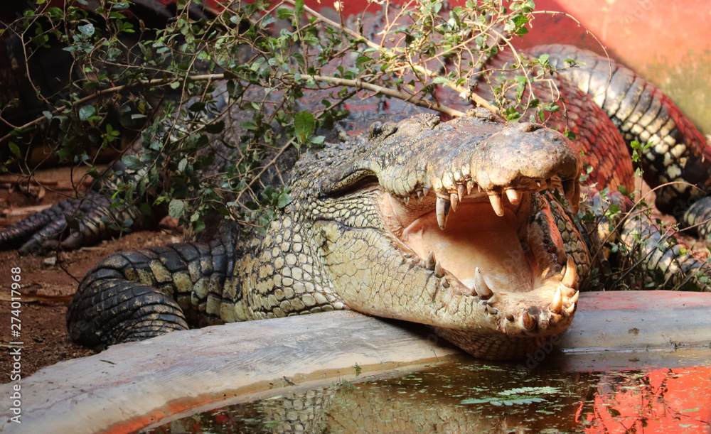 Fototapeta premium Crocodile Wild Predator Animal