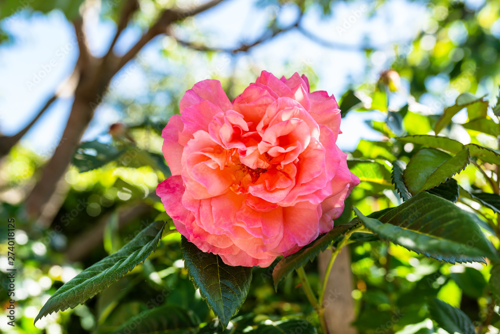 Beautiful, mature, pink rose growing in a home garden.