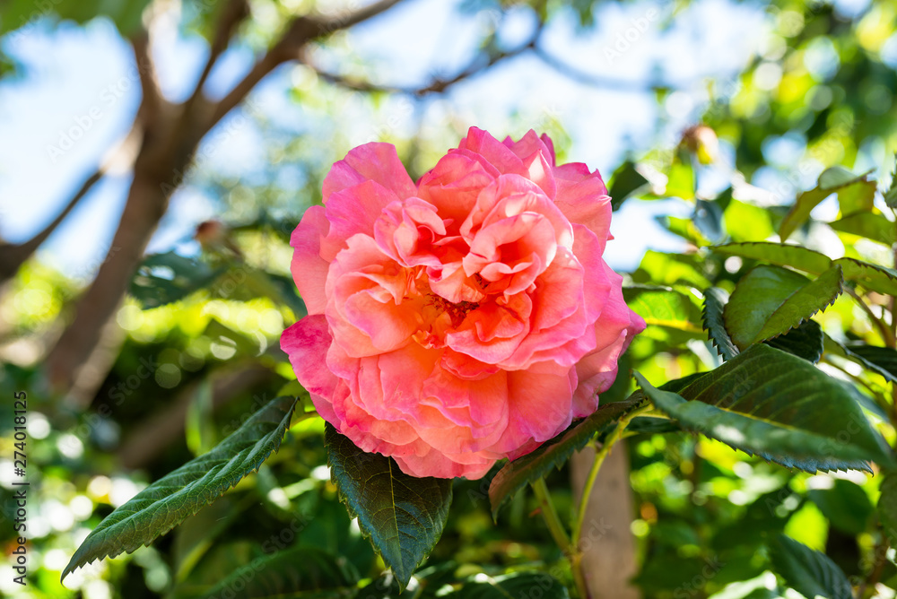Beautiful, mature, pink rose growing in a home garden. Beautiful, mature, pink rose growing in a home garden.