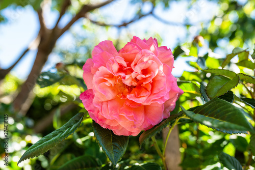Beautiful, mature, pink rose growing in a home garden.