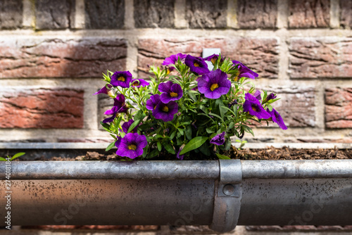 Fototapeta Naklejka Na Ścianę i Meble -  Purple, blooming surfinie in a home garden, growing in a gutter hanging on the wall.