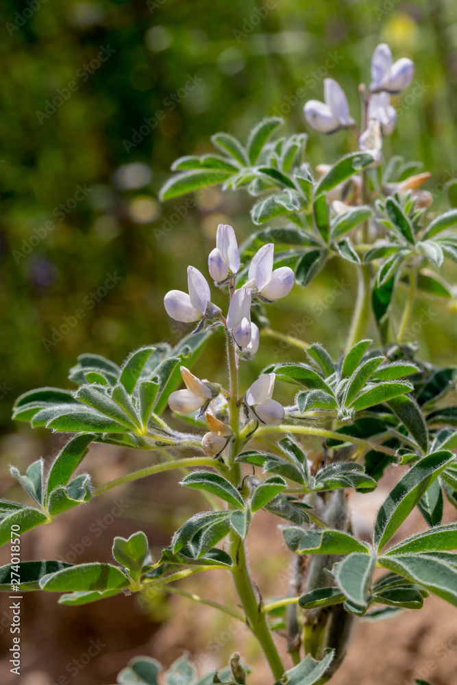 Wild plant (Lupinus angustifolius) grows in natural habitat close-up