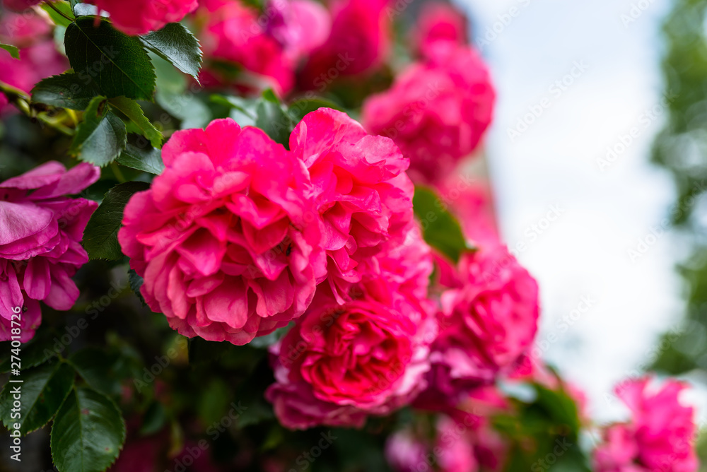Pink climbing roses growing on the wall of the building. Pink climbing roses growing on the wall of the building.