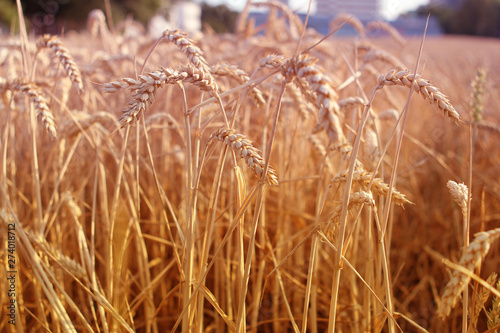 rich harvest, golden ripe wheat ears on a field close up against the background of houses and trees, horizontal