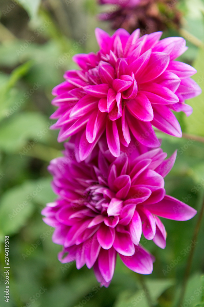 A closeup of two pink chrysanths A closeup of two pink chrysanths