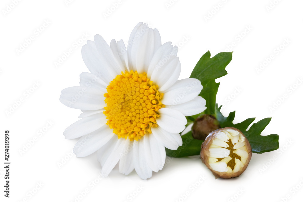 White Daisy (Marguerite) with bud and green leaves isolated on white background, including clipping path without shadow. White Daisy (Marguerite) with bud and green leaves isolated on white background, including clipping path without shadow.