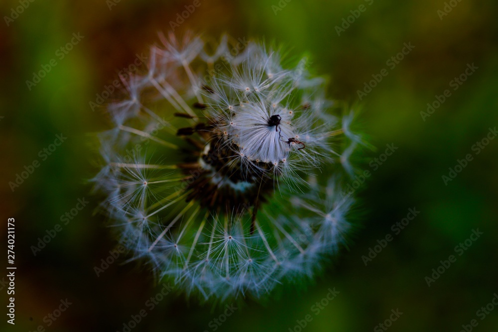 dandelion seeds