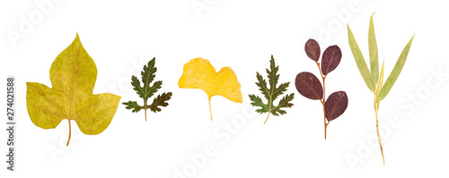 Fototapeta Naklejka Na Ścianę i Meble -  Set of dry pressed leaves of various shapes isolated