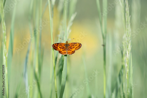 Dark Green Fritillary, Argynnis aglaja photo