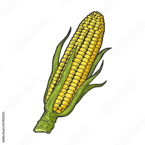 Corn maize vegetable plant on branch color sketch engraving vector illustration. Scratch board style imitation. Hand drawn image.