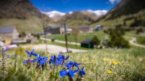 Nice blue flowers in mountain pasture gentian without stalk, Gentiana clusii photo