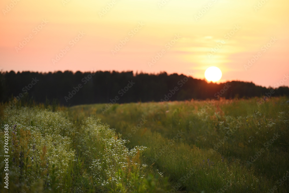 Sunset evening in a field with wild flowers in bloom and forest on the horizon.