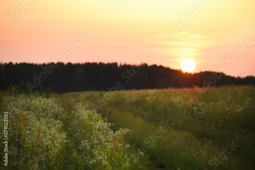 Sunset evening in a field with wild flowers in bloom and forest on the horizon. © Ann Stryzhekin