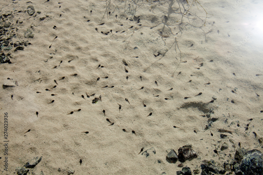 Tadpoles in the fresh water - Tadpoles in the fresh water -