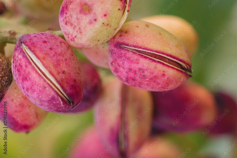 Ταπετσαρία Pistacia vera fruits close up