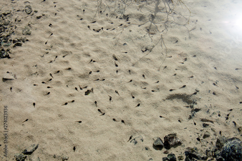 Tadpoles in the fresh water -