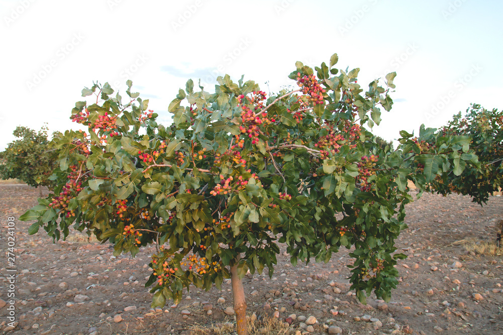 Pistachio tree full of fruits