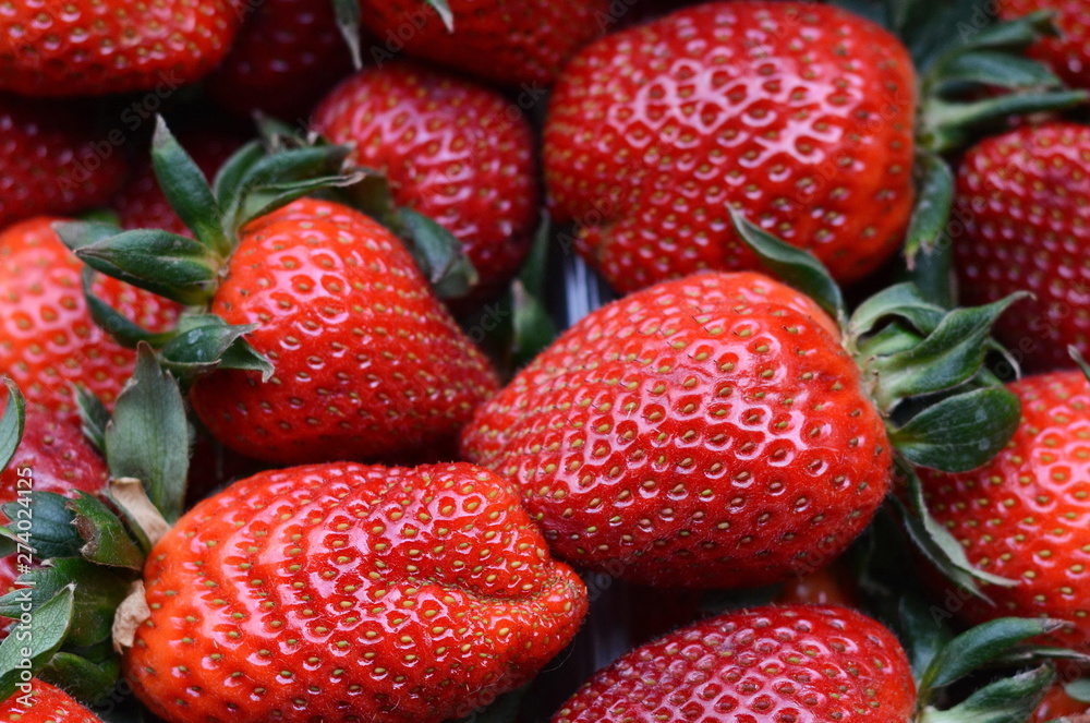 Strawberries Freshly Harvested. Fresh fruit, strawberry red. Strawberries background. Food background. Fresh organic berries macro. Fruit background.