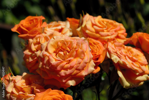 Roses bloom in the sun in the summer garden