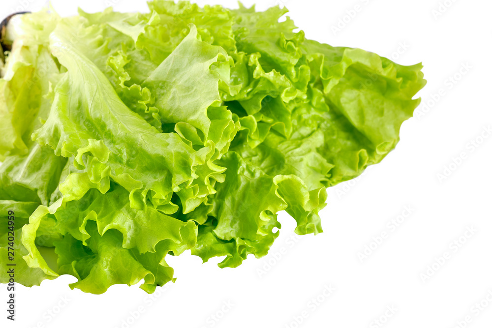 fresh green lettuce salad leaves isolated on white background fresh green lettuce salad leaves isolated on white background