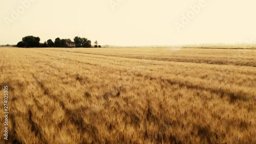 Campo di grano per farina integrale utilizzata nei pastifici della regione. photo