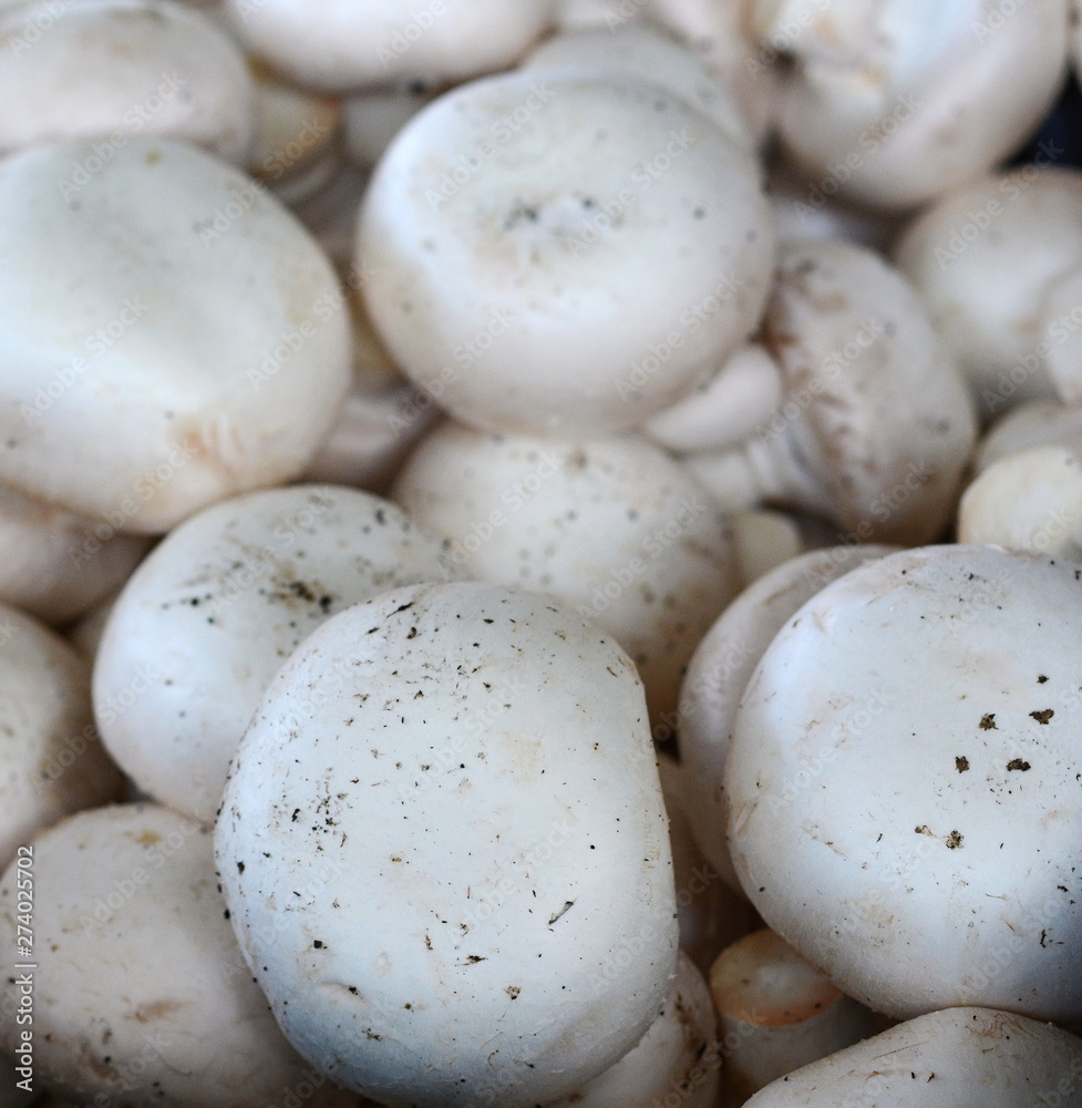 Fresh white button champignons mushrooms on the farmers' market. A lot of champignons in a basket. White mushrooms on the market.