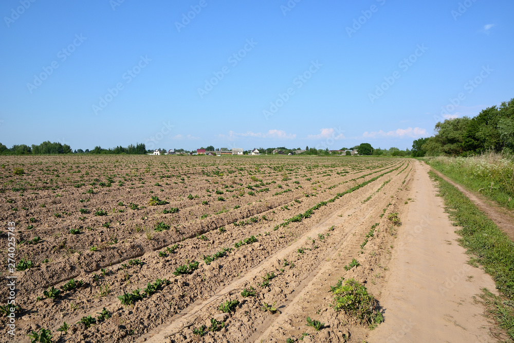 Long ridges of the field and the road against the background of rural houses and blue sky