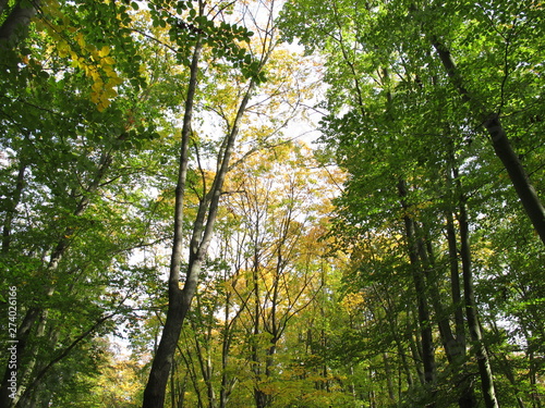 Fototapeta Naklejka Na Ścianę i Meble -  The beginning of autumn or fall in the deciduous forest