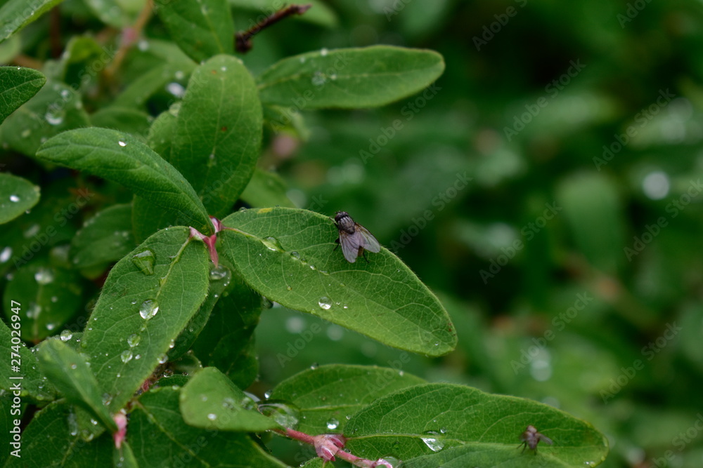 Honeysuckle Bush with berries after rain. Honeysuckle Bush with berries after rain.