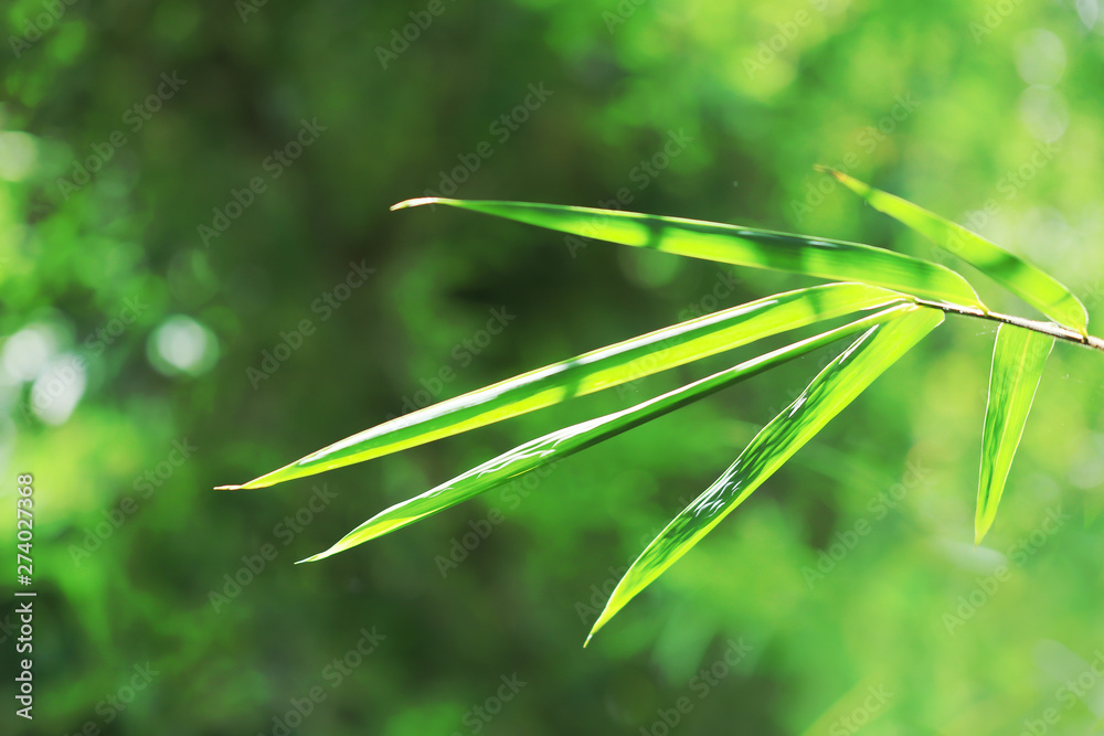 Fototapeta premium Bamboo forest in the morning.green nature background. 
