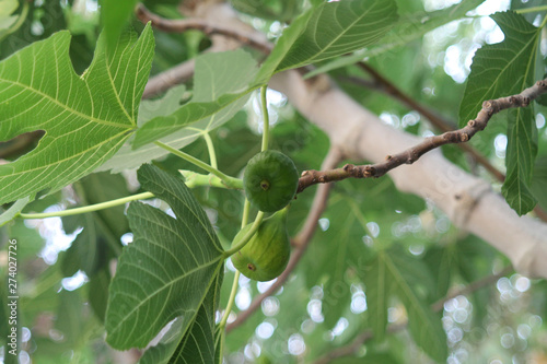 Two figs among leaves