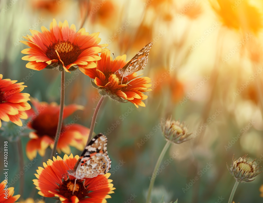 Motley bright butterflies painted lady on bright colorful daisies on a summer meadow. Moods of summer. Artistic tender photo. Motley bright butterflies painted lady on bright colorful daisies on a summer meadow. Moods of summer. Artistic tender photo.